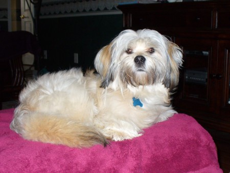 Dexter SUPER DOG Lhasa Apso