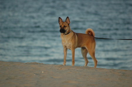 Bentley at the beach