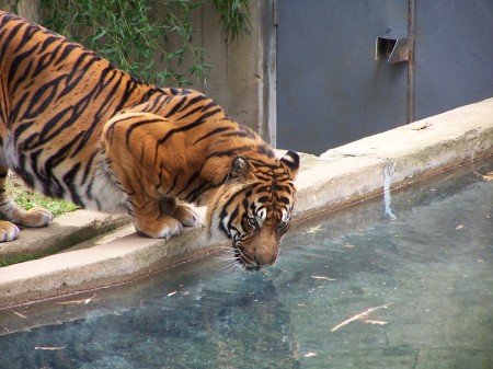tiger getting a drink