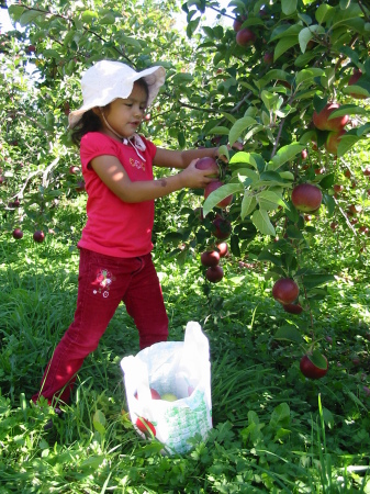 Apple Harvesting