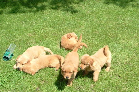 GOLDEN RETRIEVERS