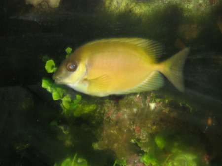 blue spotted rabbitfish