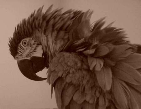 Sam, our Blue and Gold Macaw