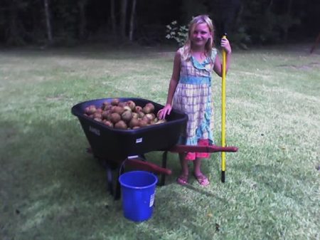 My baby girl and her pears from the front yard