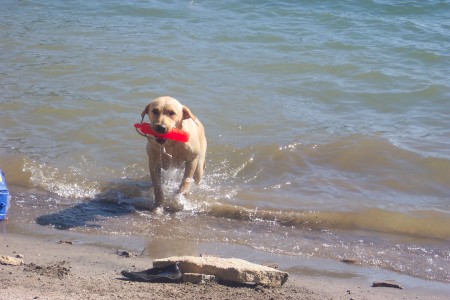 Harley coming out of the lake all wet.