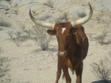 Texas Longhorn steer.