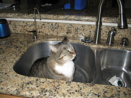 Cricket in the Kitchen sink