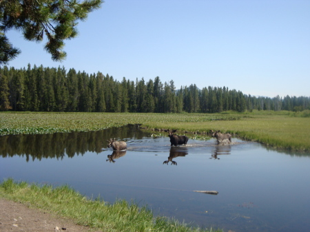 3 Bull Moose crossing the Swan Pond