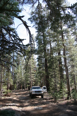 Sequoia National Forest