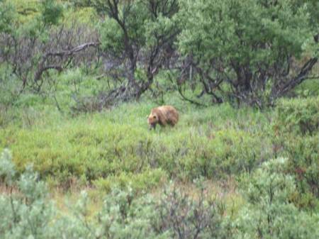 Grizzly Bear