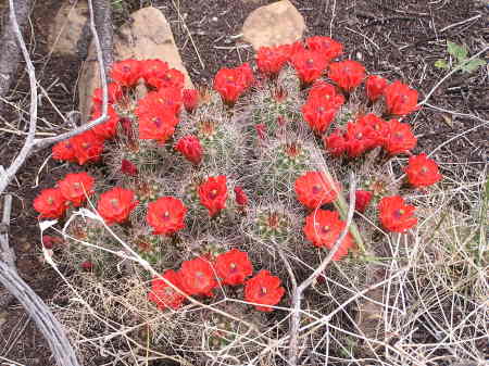 cactus flowers