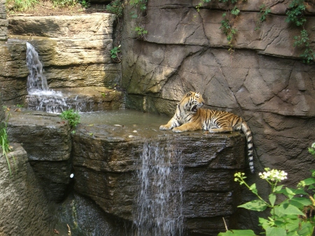 A picture we took of a tiger at the Pitts. zoo