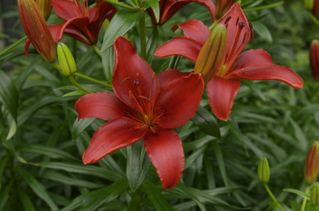 Crimson Lillies