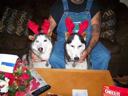 huskies dont want to be reindeer