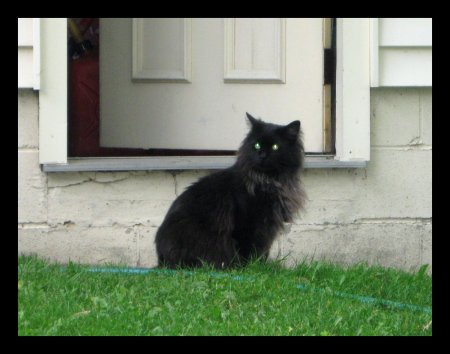 My cat, Lucky, a stray who came one winter.