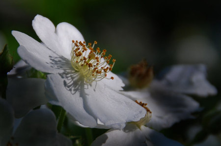 Wild White Mountain Rose Blossoms