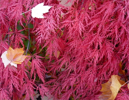 Japanese Maple