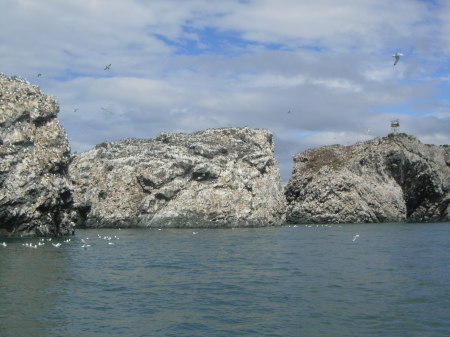 Several kinds of birds nesting