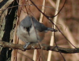 Tuffted Tit Mouse