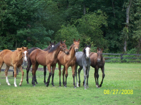 2008 Foals