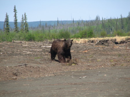 Grizzly Bear on Kateel River