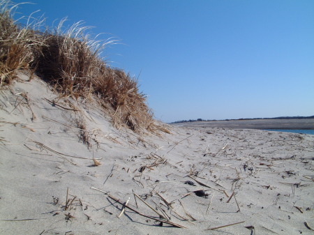 Sandwich Beach in Spring...