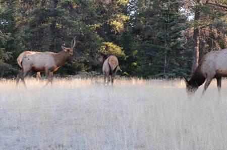 The herd