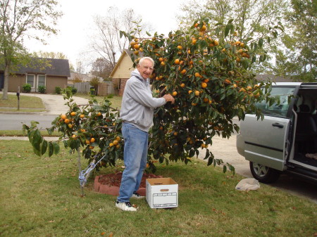 Harvesting Persimmons