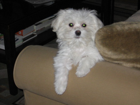 Cupid on his couch perch.