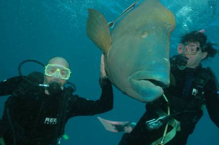 Wally, the Hump-headed Wrasse!