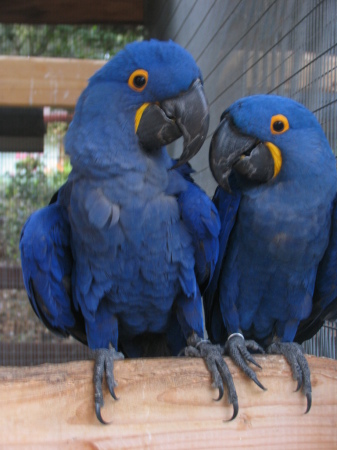 Hyacinth macaw pair