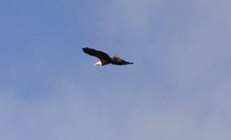 Neah Bay eagle