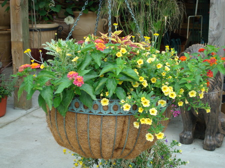 Hanging Basket