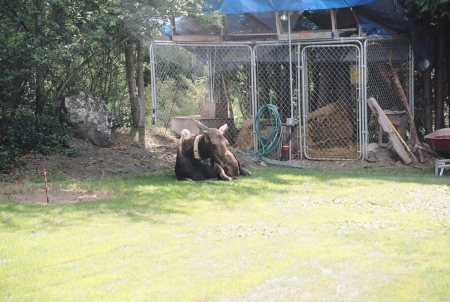 moose in our former yard--Spokane WA
