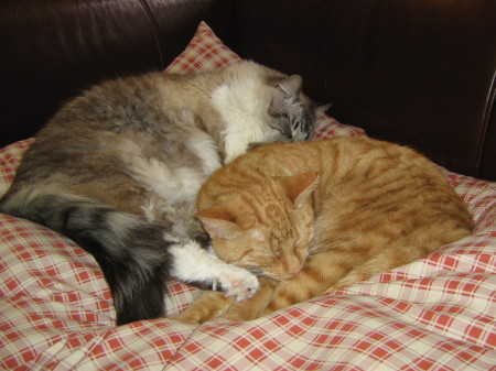 Our Old cat Max and youngest cat Simba