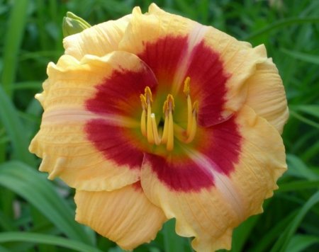 Daylily 'Broken Heart'