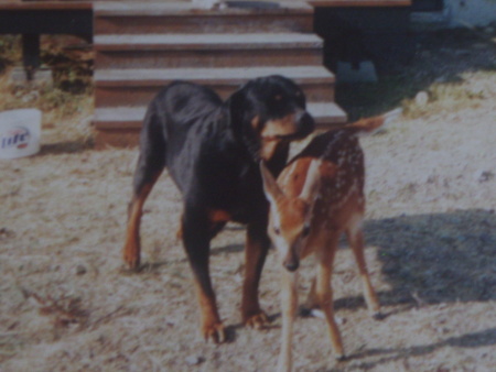 mattie(rip) with baby deer