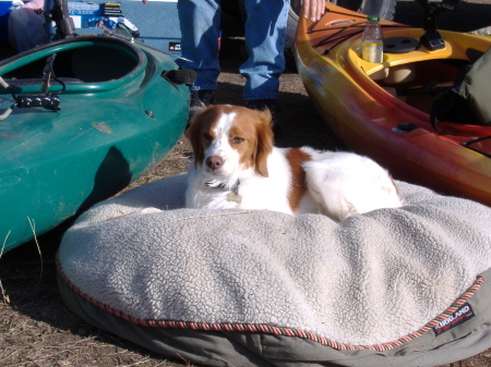 Cadi relaxing after hard day on river