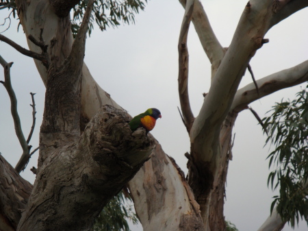 A wild parrot in Adelaide Australia