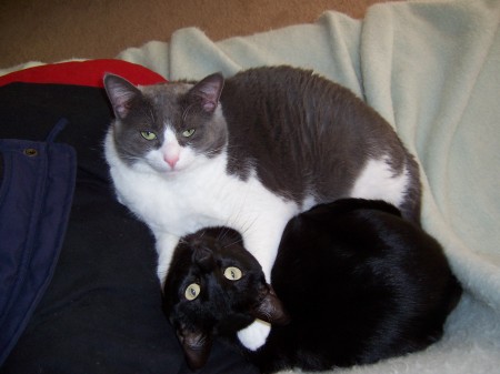 My Kitties Balee and Ashlee