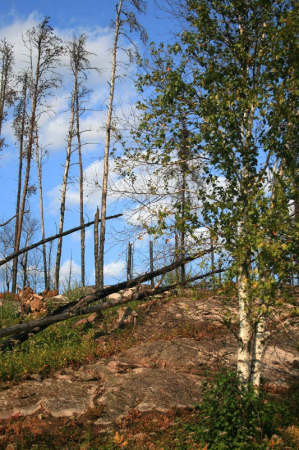 After the wildfire on the Gunflint Trail