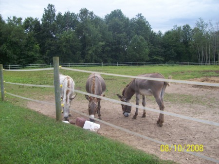 our donkeys