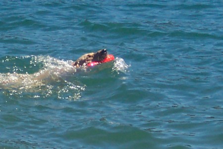 Harley swimming in the lake. (side view)