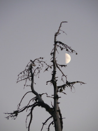 Waldo Lake moonrise