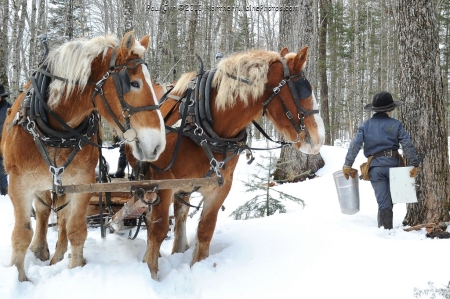 Aroostook County Maple Sap Collecting