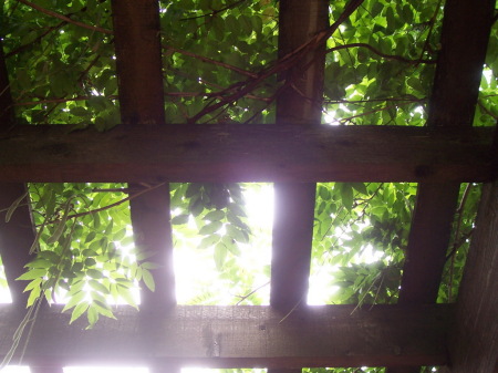 Looking Through the Wisteria