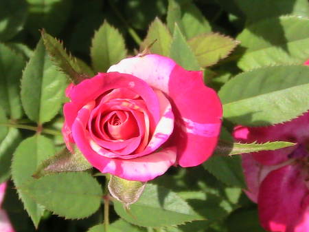 Tea cup roses are just as beautiful.