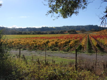 Isabel Hormel's album, harvest time in Sonoma Cty