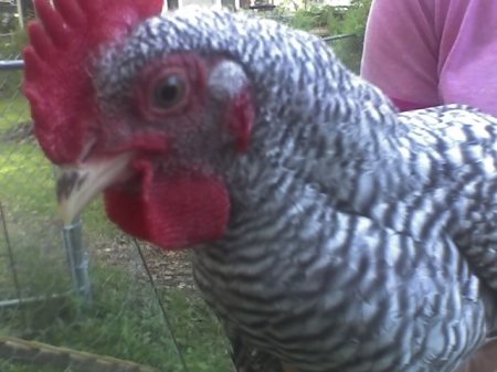 Sardine, my rooster