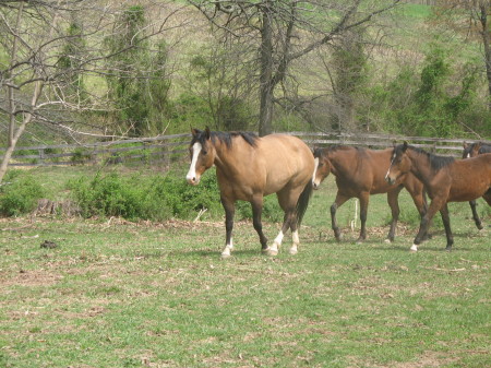 Some of the herd